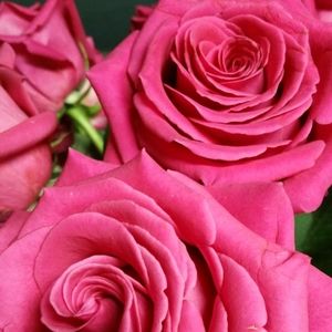 Meet your Posher, Elle